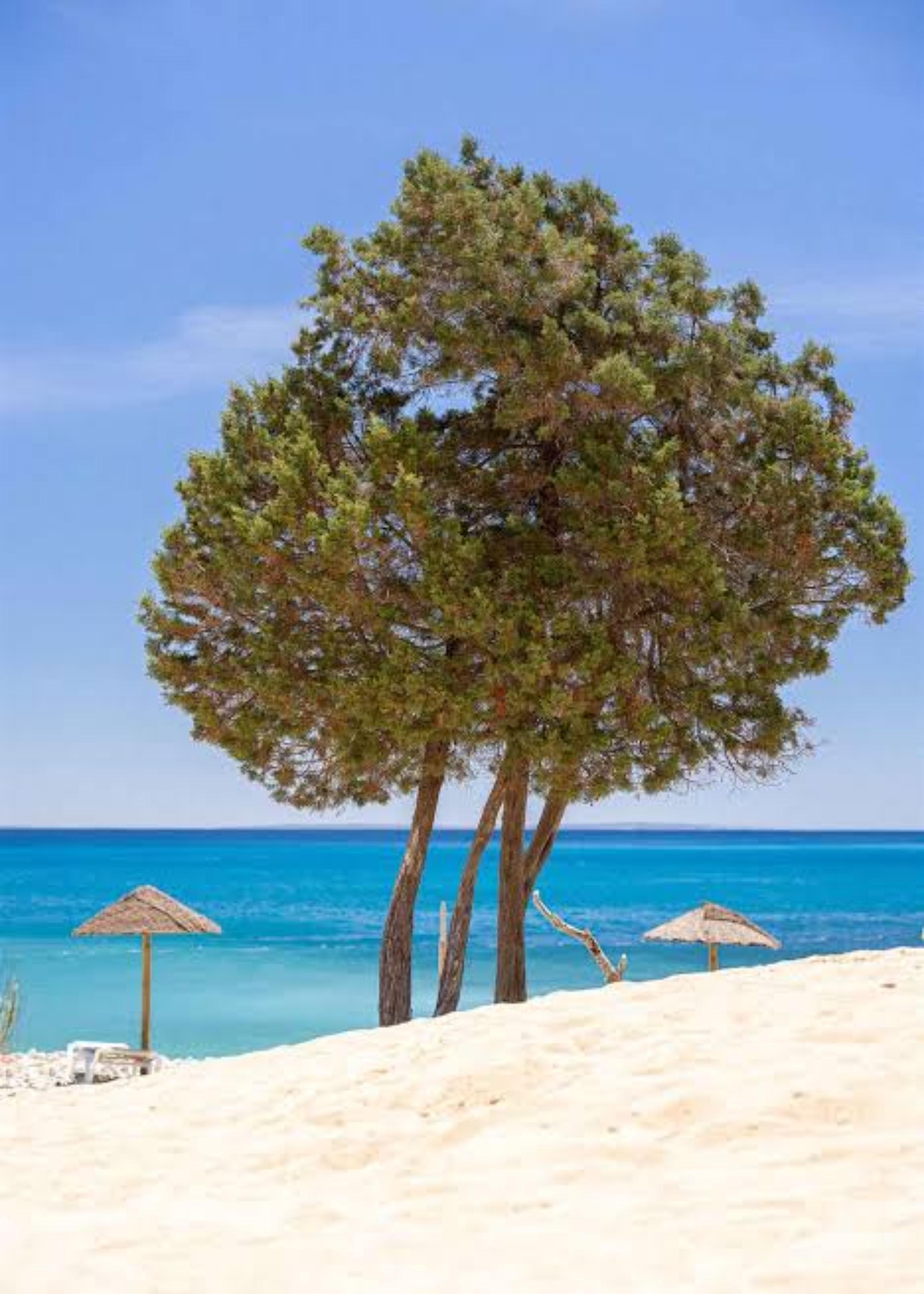 Ses Boques - photo 3