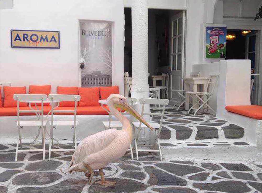 Aroma - Bars & Clubs